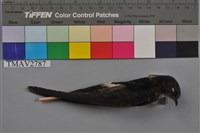 藏品(小雨燕)的圖片